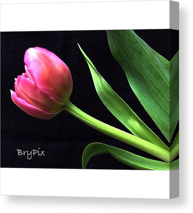  Canvas Print featuring the photograph Pink And Green by Peter Bryenton