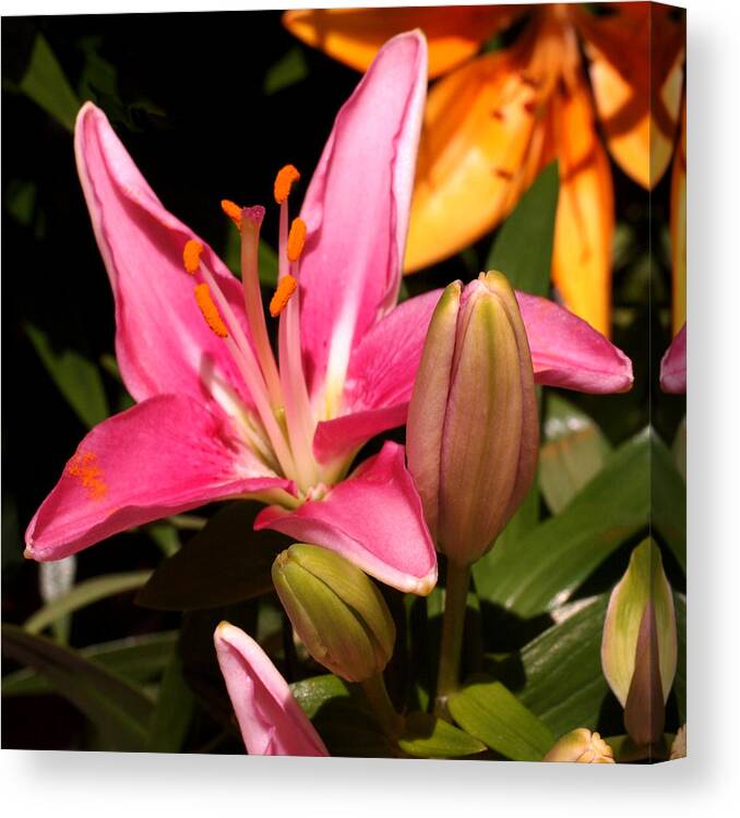 Daylily Canvas Print featuring the photograph Pink Daylily by Rona Black
