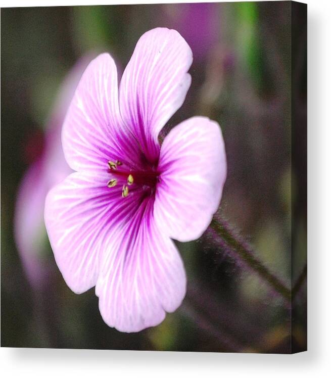 Flower Photography Canvas Print featuring the photograph Pink Flower by Sumoflam Photography