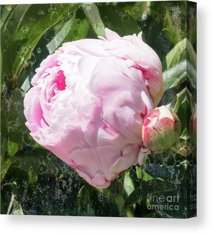 Pink Peony Canvas Print featuring the photograph Pink Peony IIl by Scott and Dixie Wiley