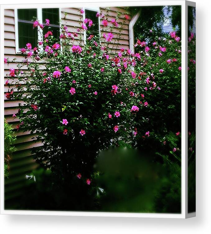 Pink Canvas Print featuring the photograph Pink Pizzazz by Frank J Casella