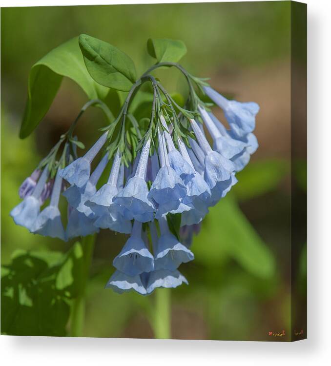 Nature Canvas Print featuring the photograph Pink Virginia Bluebells or Virginia Cowslip DSPF0339 by Gerry Gantt
