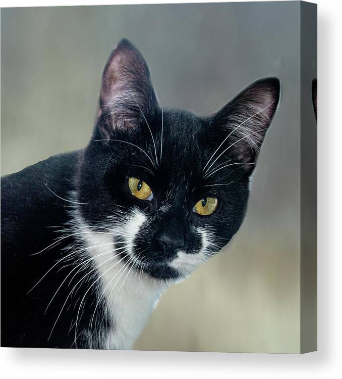 Cat Canvas Print featuring the photograph Pippy by Cathy Kovarik