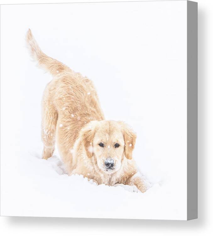 Puppy Canvas Print featuring the photograph Playful Puppy by Jennifer Grossnickle