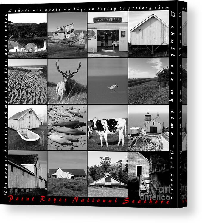 Wingsdomain Canvas Print featuring the photograph Point Reyes National Seashore 20150102 with text bw by San Francisco