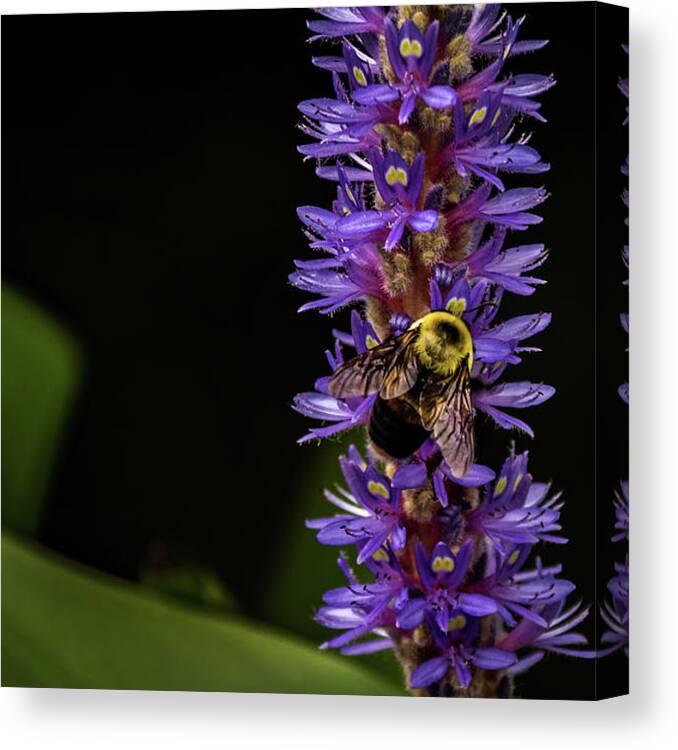 Jay Stockhaus Canvas Print featuring the photograph Pollen Collector 3 by Jay Stockhaus