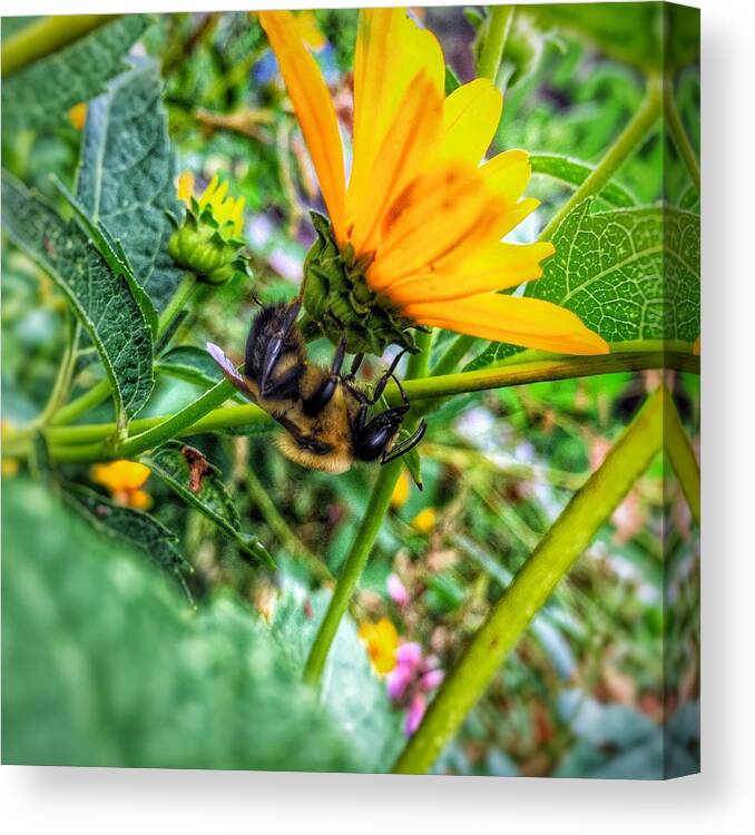 Iowa Canvas Print featuring the photograph Pollinated Buzz by Jame Hayes