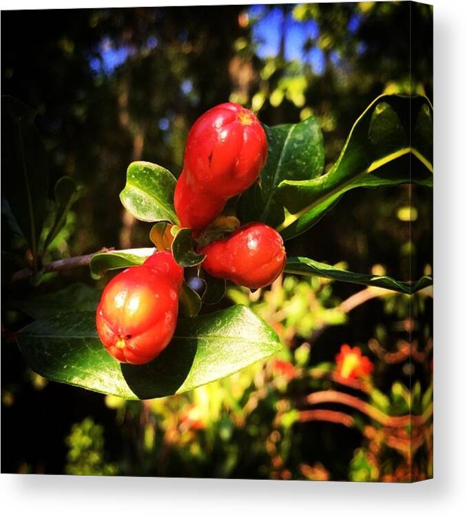 Exoticfruit Canvas Print featuring the photograph Pomegranate Buds! #pomegranate #flower by Jessica O'Toole