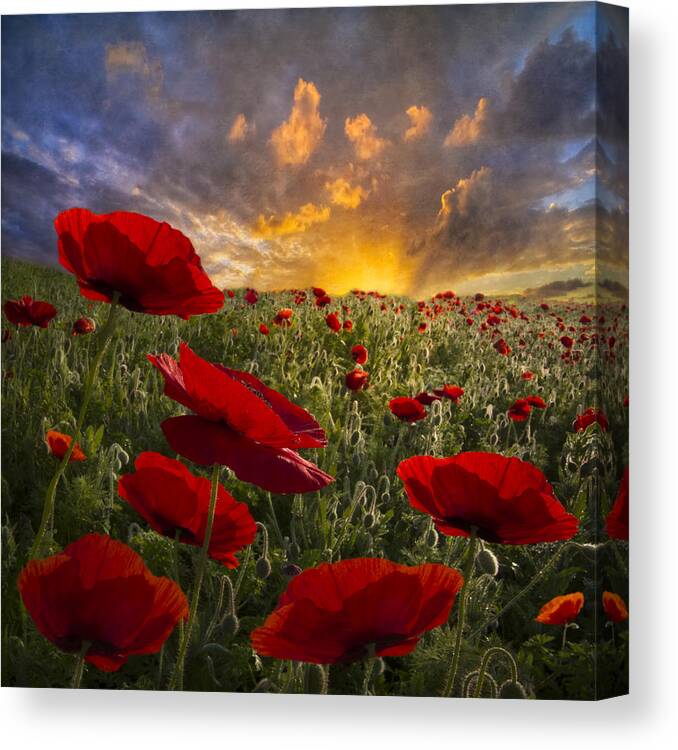 Appalachia Canvas Print featuring the photograph Poppy Field by Debra and Dave Vanderlaan