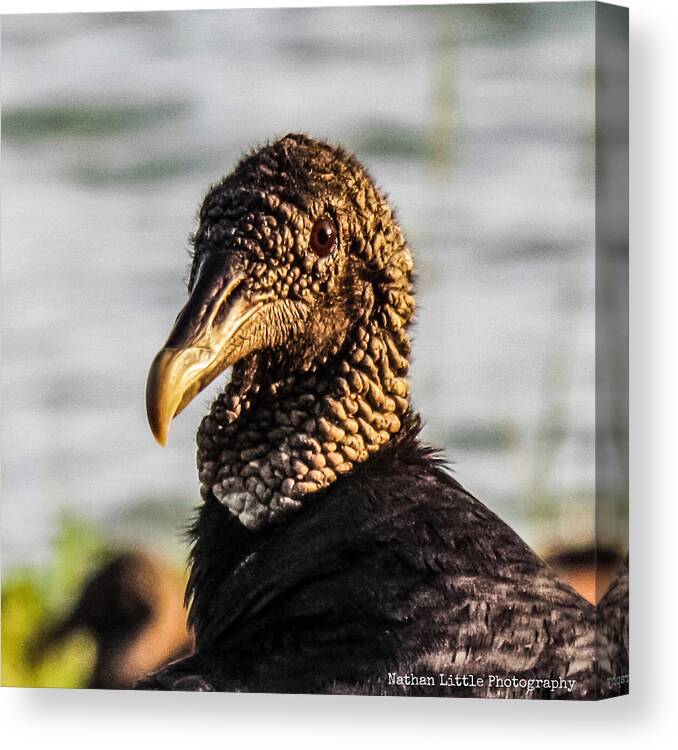 Animals Canvas Print featuring the photograph Portrait of a Vulture by Nathan Little