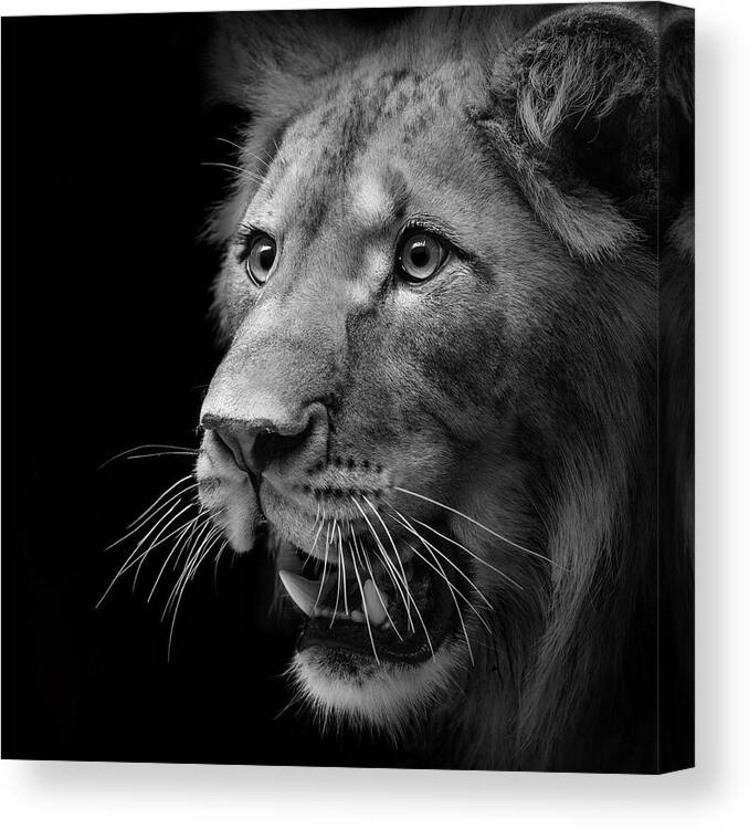 Lion Canvas Print featuring the photograph Portrait of Lion in black and white II by Lukas Holas