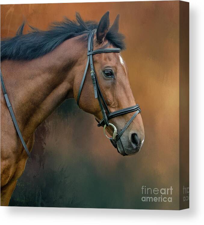 Horse Canvas Print featuring the photograph Portrait of Zi by Brian Tarr