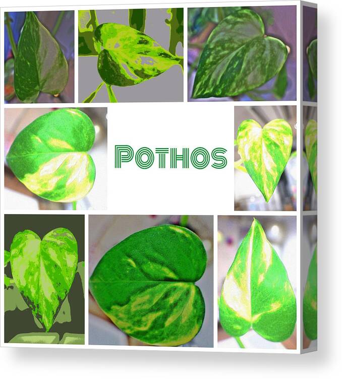 Pothos Canvas Print featuring the digital art Pothos by Kumiko Izumi