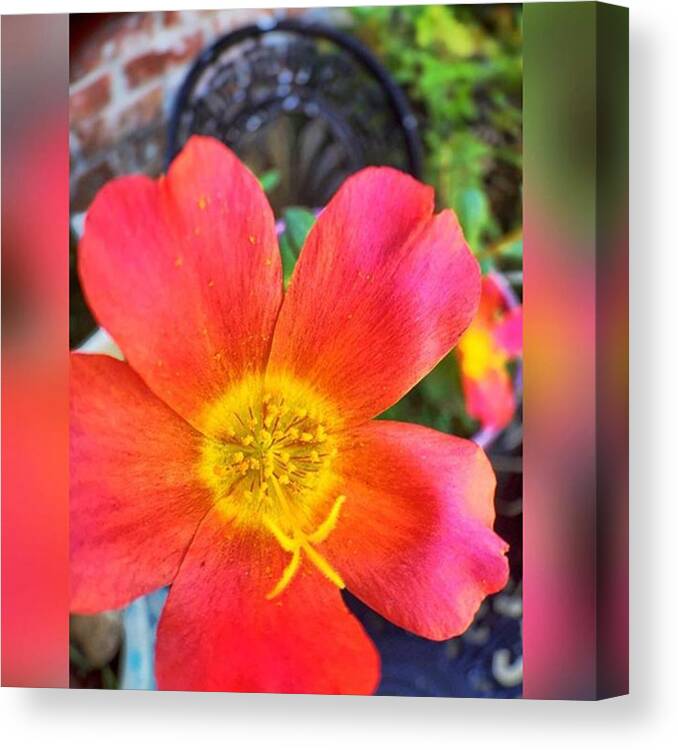 Iphone6 Canvas Print featuring the photograph Pretty In Pink #inmygarden #macros by Joan McCool