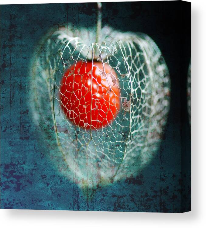 Physalis Canvas Print featuring the photograph Prison Of Love by Philippe Sainte-Laudy