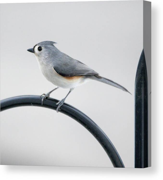 Bird Canvas Print featuring the photograph Profile of a Tufted Titmouse by Darryl Hendricks