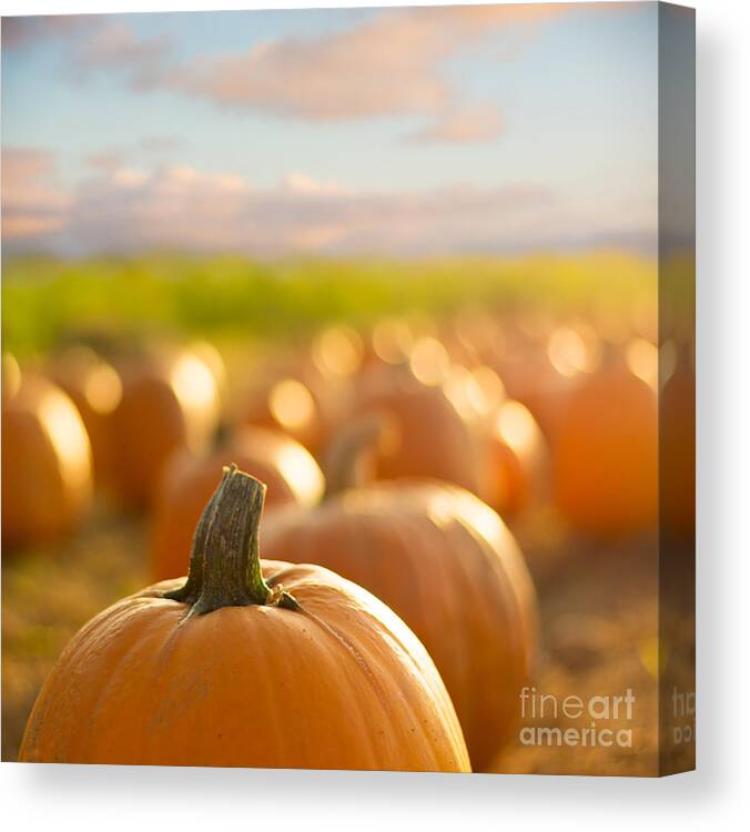 Sunflower Canvas Print featuring the photograph Pumpkin Patch by Alissa Beth Photography