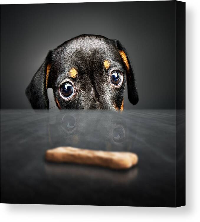 Puppy Canvas Print featuring the photograph Puppy longing for a treat by Johan Swanepoel