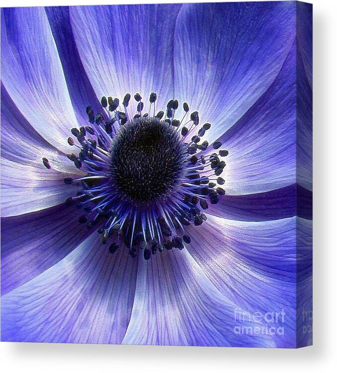 Flower Canvas Print featuring the photograph Purple Anemone Macro by Sue Melvin