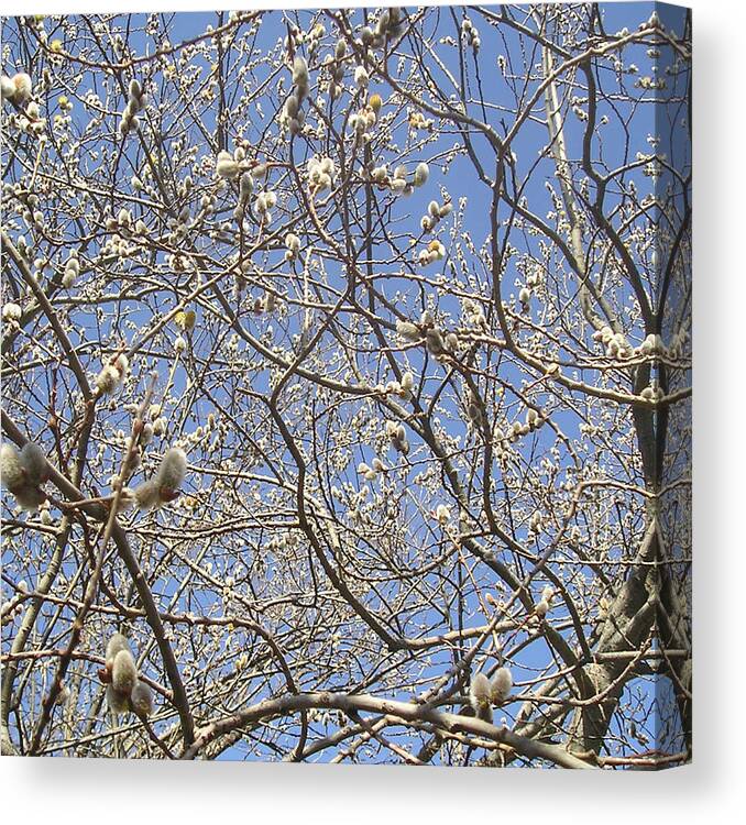 Spring Canvas Print featuring the photograph Pussywillows Bursting to Life by Roger Swezey