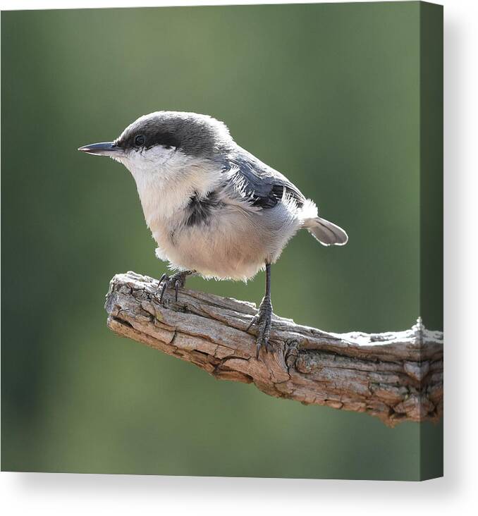 Nuthatch Canvas Print featuring the photograph Pygmy Nuthatch by Ben Foster