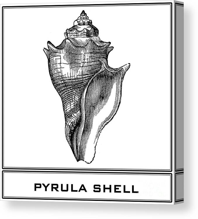 Pyrula Shell Canvas Print featuring the digital art Pyrula Shell by Scott and Dixie Wiley