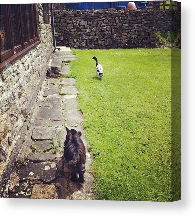 Lawn Canvas Print featuring the photograph Quack & Woof Waddling Along #dog #duck by Abigail Finney