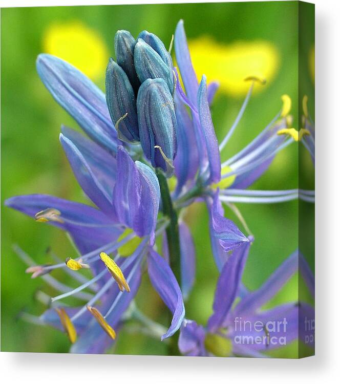 Camas Canvas Print featuring the photograph Quawmash by Katie LaSalle-Lowery