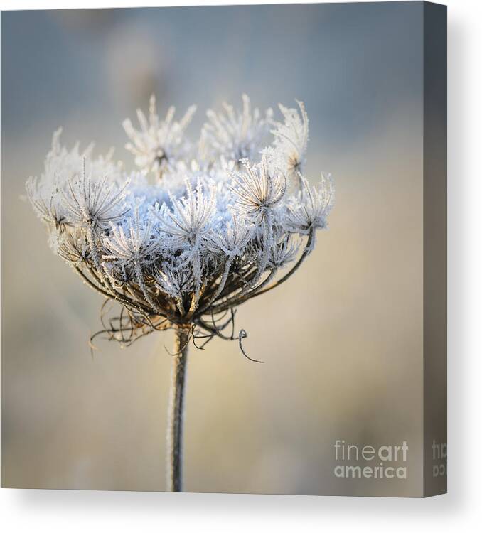 Queen Anne's Lace Canvas Print featuring the photograph Queen Anne's Lace With Frost by Tamara Becker