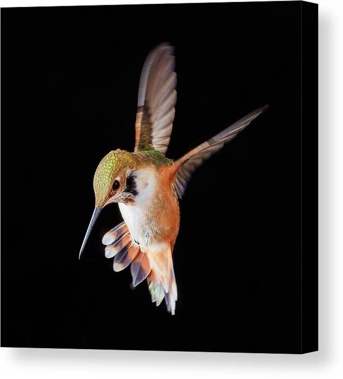 Hummingbird Canvas Print featuring the photograph Rabble-rouser by Briand Sanderson