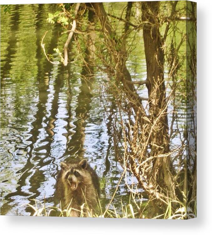 Raccoon Canvas Print featuring the photograph Raccoon Eating #raccoon #wildlife by Amber Fisher