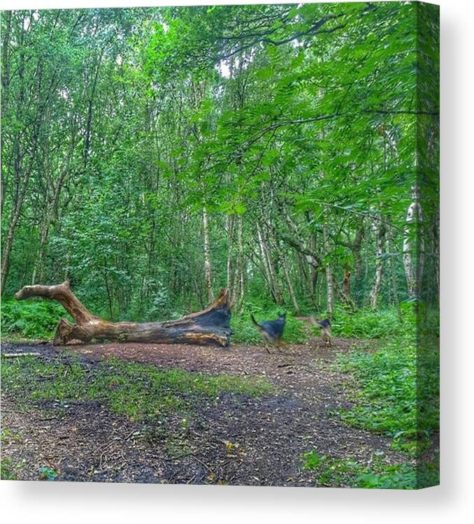 Petstagram Canvas Print featuring the photograph Racing Around The Downed Tree by Abbie Shores