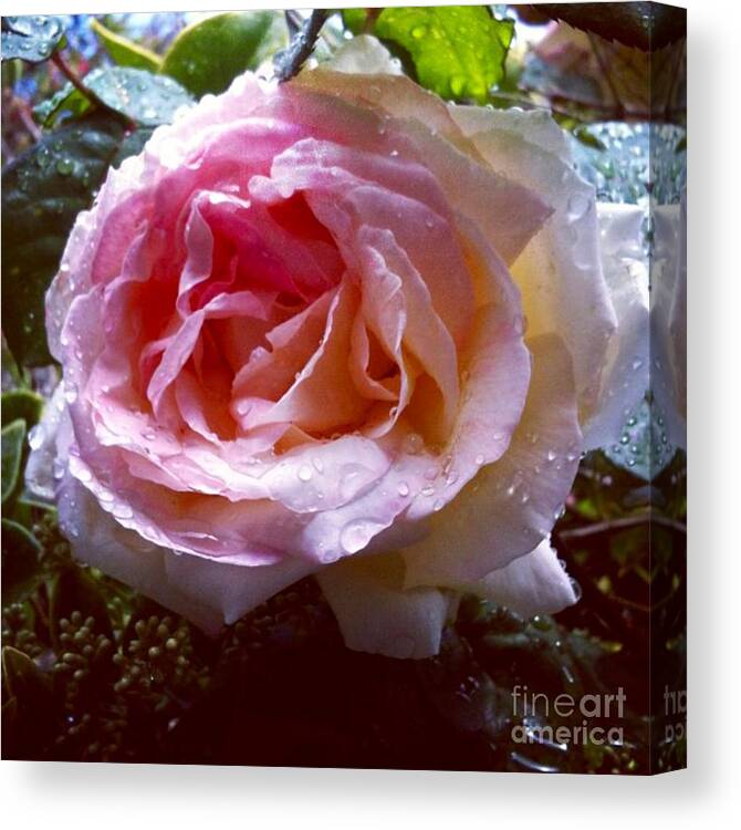 Rain Canvas Print featuring the photograph Raindrops on Roses by Denise Railey