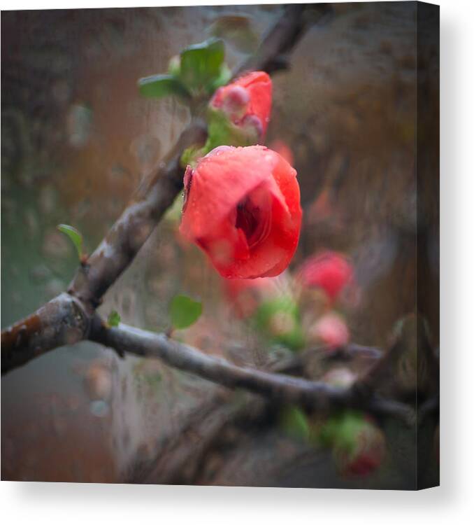 Flower Canvas Print featuring the photograph Raining Day Blossom by Catherine Lau