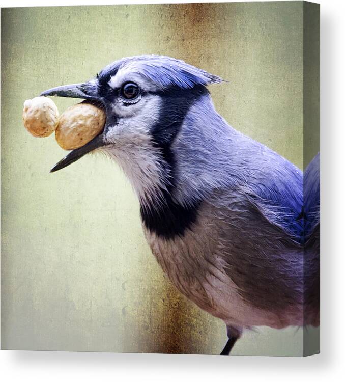 Birds Canvas Print featuring the photograph Rainy Day Blue Jay by Al Mueller