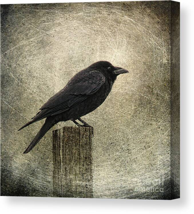 Raven Canvas Print featuring the photograph Raven by Elena Nosyreva
