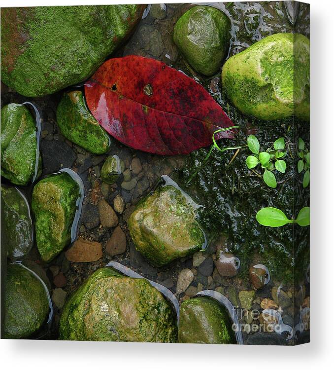 Leaf Canvas Print featuring the photograph Red and Rocks by Deborah Johnson