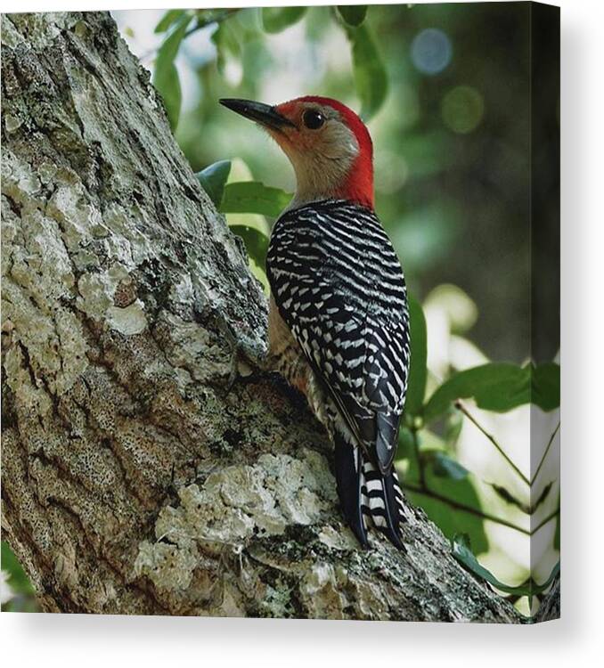 Red-bellied Canvas Print featuring the photograph Red-bellied Woodpecker #1 by Marvin Reinhart