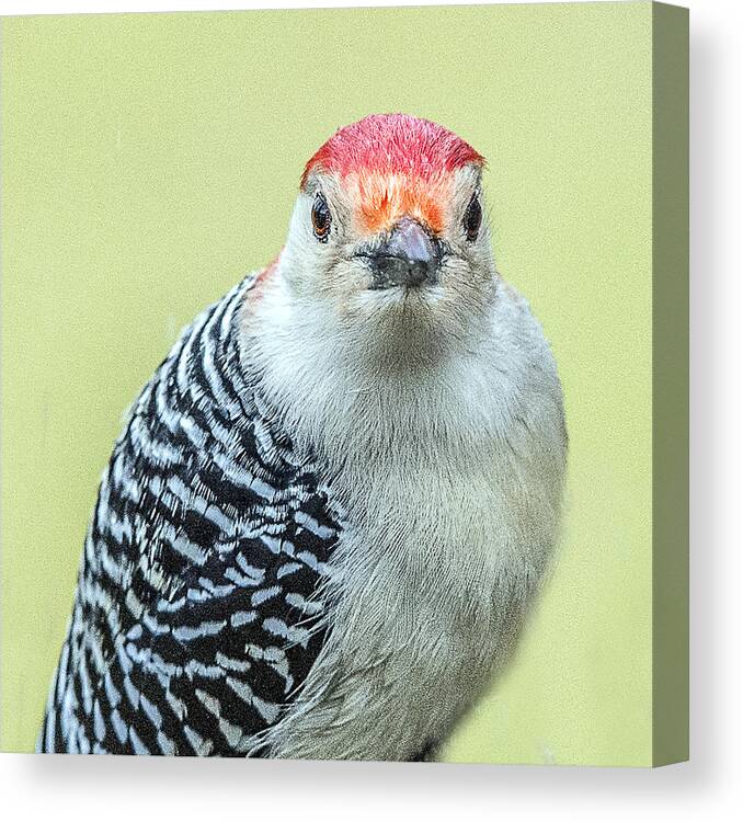 Red Bellied Woodpecker Canvas Print featuring the photograph Red Bellied Woodpecker Portrait by William Bitman