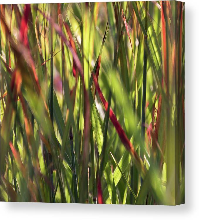 Red Blades Canvas Print featuring the photograph Red Blades Among the Green - by Julie Weber