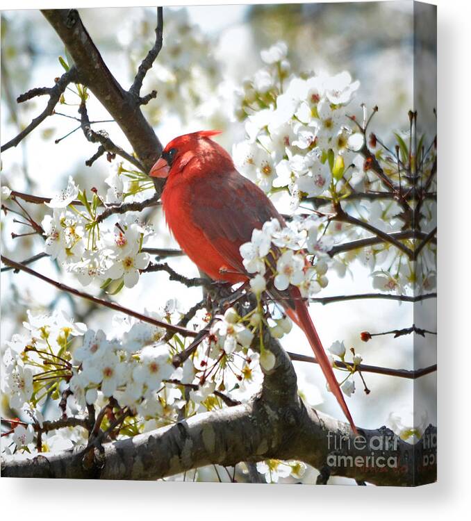 Nature Canvas Print featuring the photograph Red Cardinal In Spring Flowers by Nava Thompson
