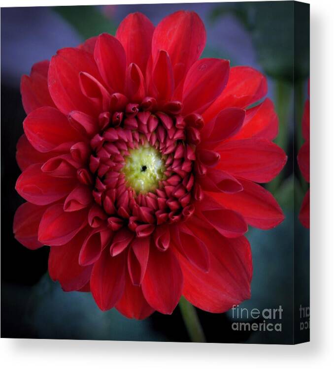 Dahlia Canvas Print featuring the photograph Red Dahlia Square by Patricia Strand