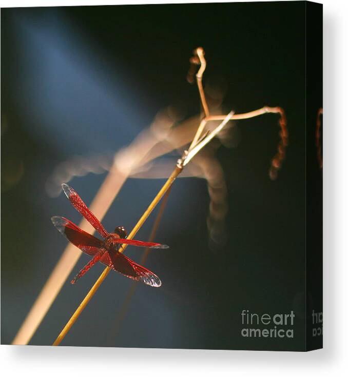 Dragonfly Canvas Print featuring the photograph Red Dragonfly by Mike Reid