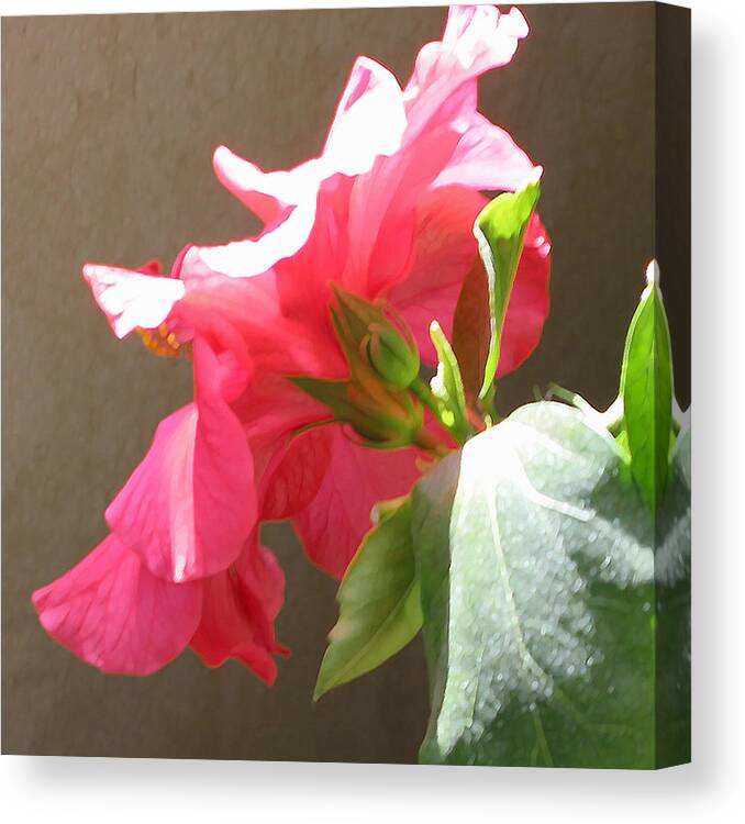 Pink Hibiscus Canvas Print featuring the photograph Red Hibiscus Beauty by Diane Ellingham