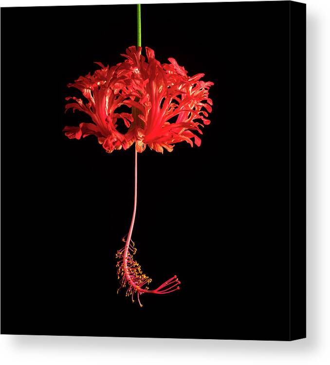 Hibiscus Canvas Print featuring the photograph Red Hibiscus Schizopetalus On Black by Christopher Johnson