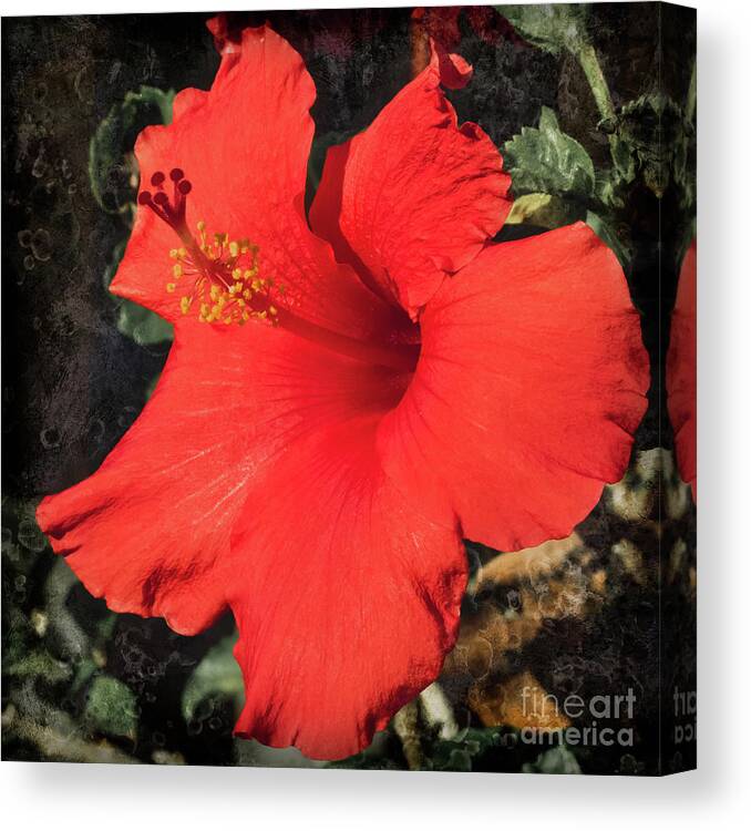 Hibiscus Canvas Print featuring the photograph Red Hibiscus by Scott and Dixie Wiley