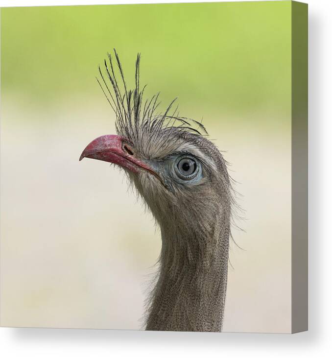 Brazil Canvas Print featuring the photograph Red-legged Seriema by Lee Alloway