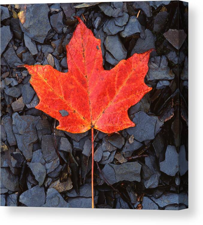 Black Shale Canvas Print featuring the photograph Red maple Leaf on Black Shale by John Harmon