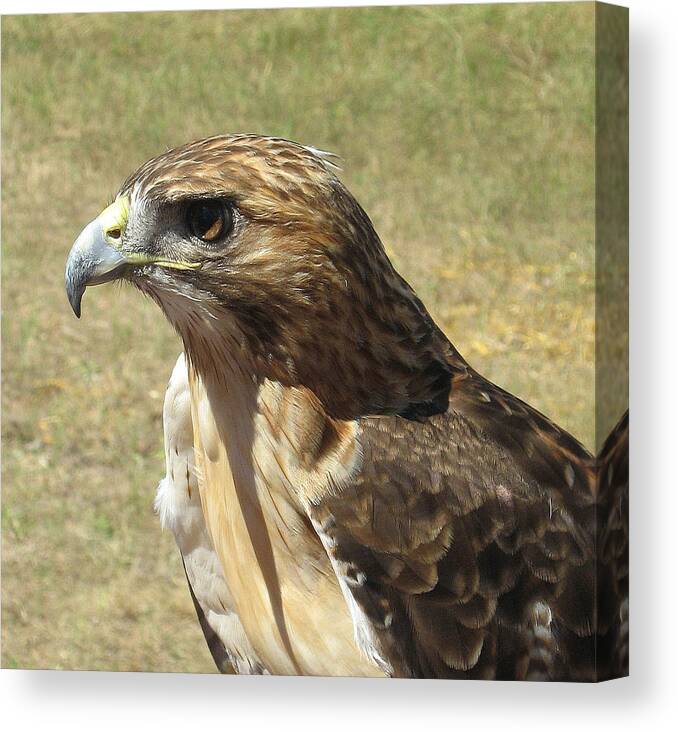 Red Tail Hawk Canvas Print featuring the photograph Red Tail Hawk by Rebecca Shupp