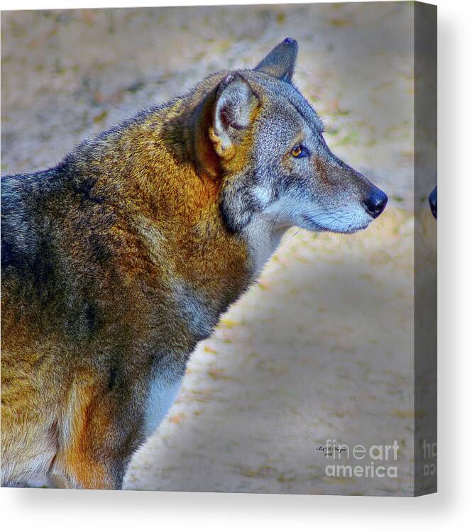 Nature Canvas Print featuring the photograph Red Wolf Standing by DB Hayes